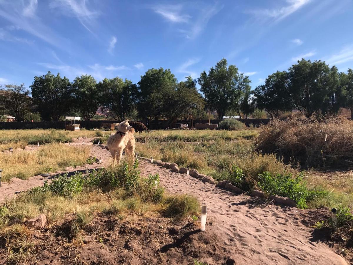 Eco-Lodge El Andinista Σαν Πέδρο ντε Ατακάμα Εξωτερικό φωτογραφία