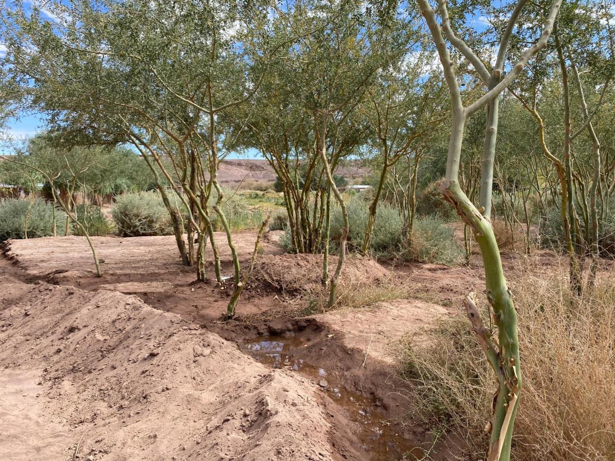 Eco-Lodge El Andinista Σαν Πέδρο ντε Ατακάμα Εξωτερικό φωτογραφία